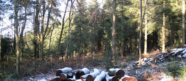 10 unmissable winter walks: Haldon Forest